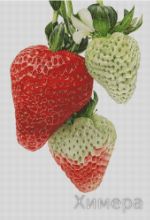 Схема для вышивания Раманова Елена (Химера) #13428