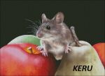 Схема для вышивания Кудрявцева Мария (keru) #22876
