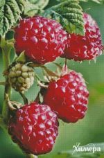 Схема для вышивания Раманова Елена (Химера) #49707