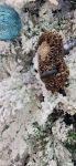 Схема для вышивания Хачанова Марина (RinkaZee) #56220