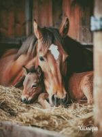 Схема для вышивания Раманова Елена (Химера) #57294