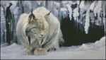 Схема для вышивания Bozenka #6783