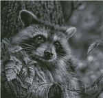 Схема для вышивания Раманова Елена (Химера) #9986