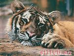 Набор для вышивания Чаривна мить Б-517